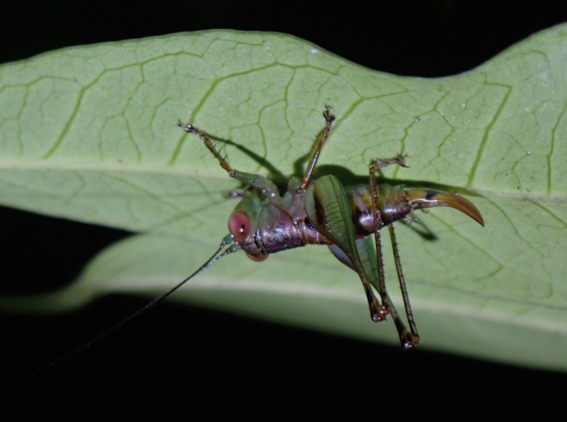 Katydid - Lipotactes virescens  Katydid,Lipotactes virescens,Malaysia,Penang