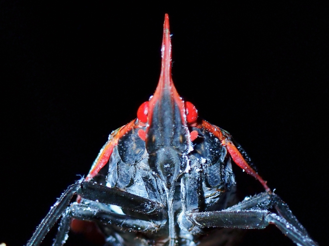 Ultraman!  Egregia brevirostris,Hopper,Lanternbug,Lanternfly,Malaysia,Planthopper,Sarawak