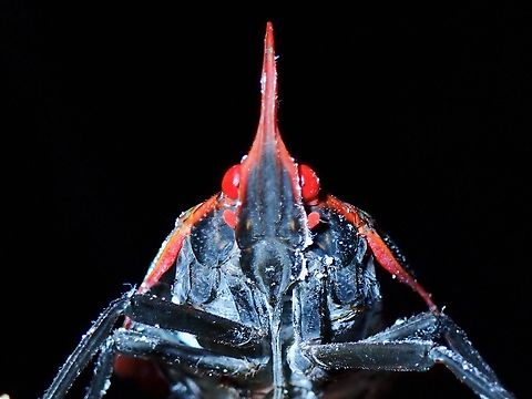 Egregia brevirostris