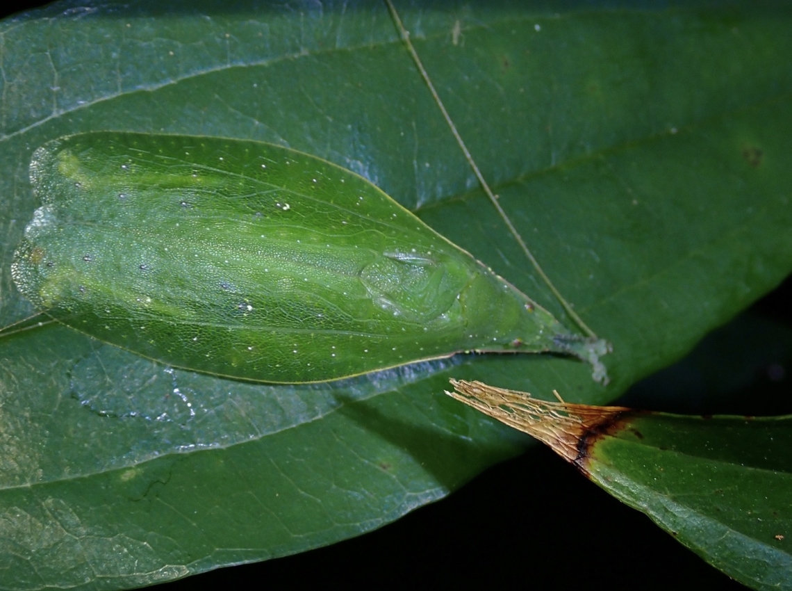 Katydid - Phyllomimus inversus  Katydid,Malaysia,Penang,Phyllomimus inversus