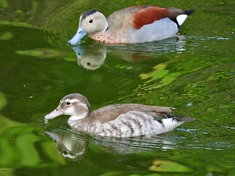 Ringed Teal - Callonetta leucophrys            Callonetta leucophrys,Duck,Malaysia,Pahang,Ringed Teal