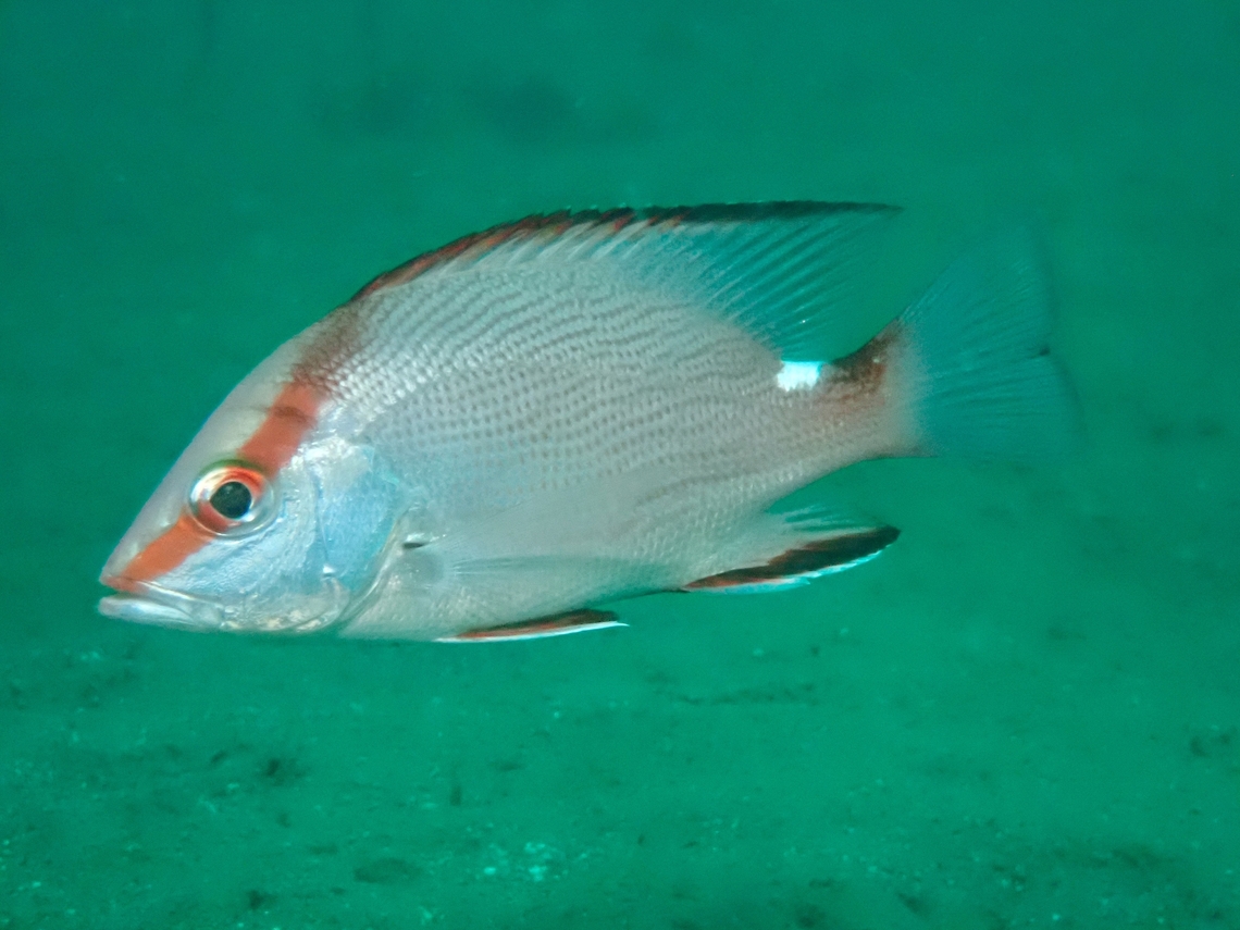 Timor Snapper - Lutjanus timoriensis  Anilao,Batangas,Lutjanus timoriensis,Philippines,Snapper,Timor Snapper