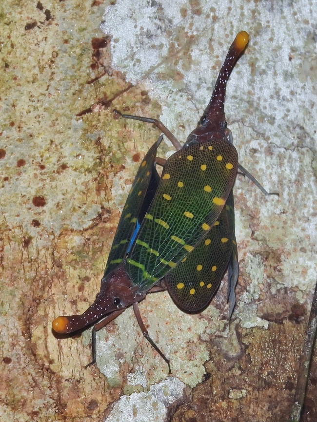 Lanternbug - Pyrops intricatus Mating pair           Hopper,Lanternbug,Malaysia,Planthopper,Pyrops intricatus,Sarawak