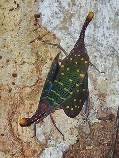 Lanternbug - Pyrops intricatus Mating pair Hopper,Lanternbug,Malaysia,Planthopper,Pyrops intricatus,Sarawak