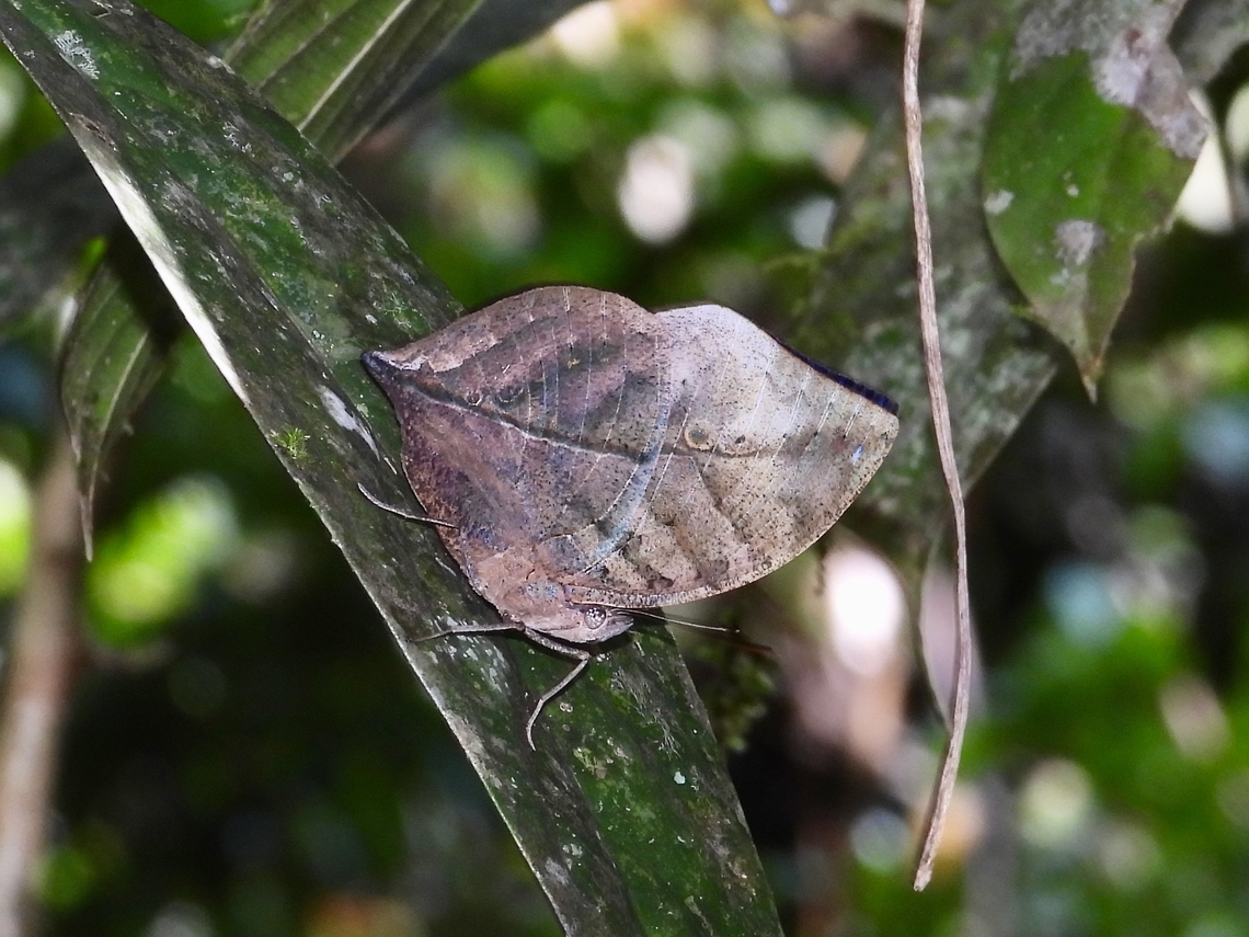 Bornean Oakleaf - Kallima buxtoni Endemic to the island of Borneo           Bornean Oakleaf,Butterfly,Kallima buxtoni,Malaysia,Oakleaf,Sarawak