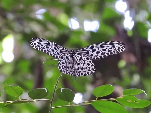 Common Tree Nymph - Idea stolli            Butterfly,Common Tree Nymph,Idea stolli,Malaysia,Sarawak,Tree Nymph