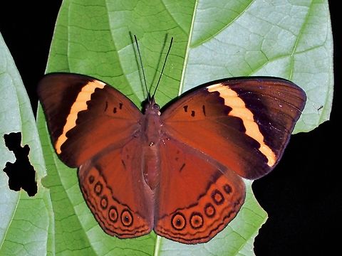 Ninja - Amnosia decora  Amnosia decora,Butterfly,Malaysia,Ninja,Sarawak