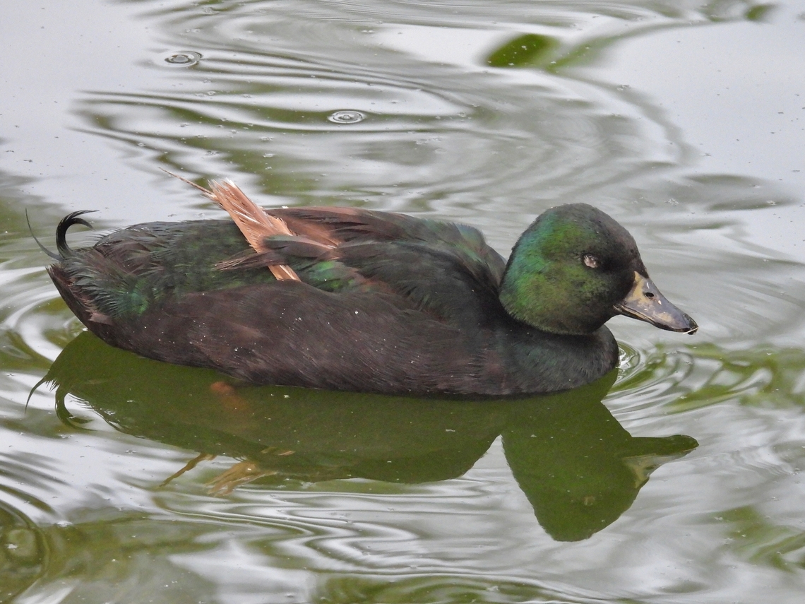 Domestic Mallard - Anas platyrhynchos var. domesticus            Anas platyrhynchos,Domestic Mallard,Duck,Malaysia,Mallard,Pahang