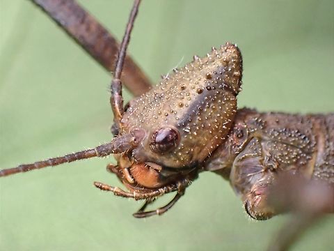 Alien!  Loxopsis delfossei,Malaysia,Phasmatodea,Phasmid,Phasmida,Sarawak,Stick Insect