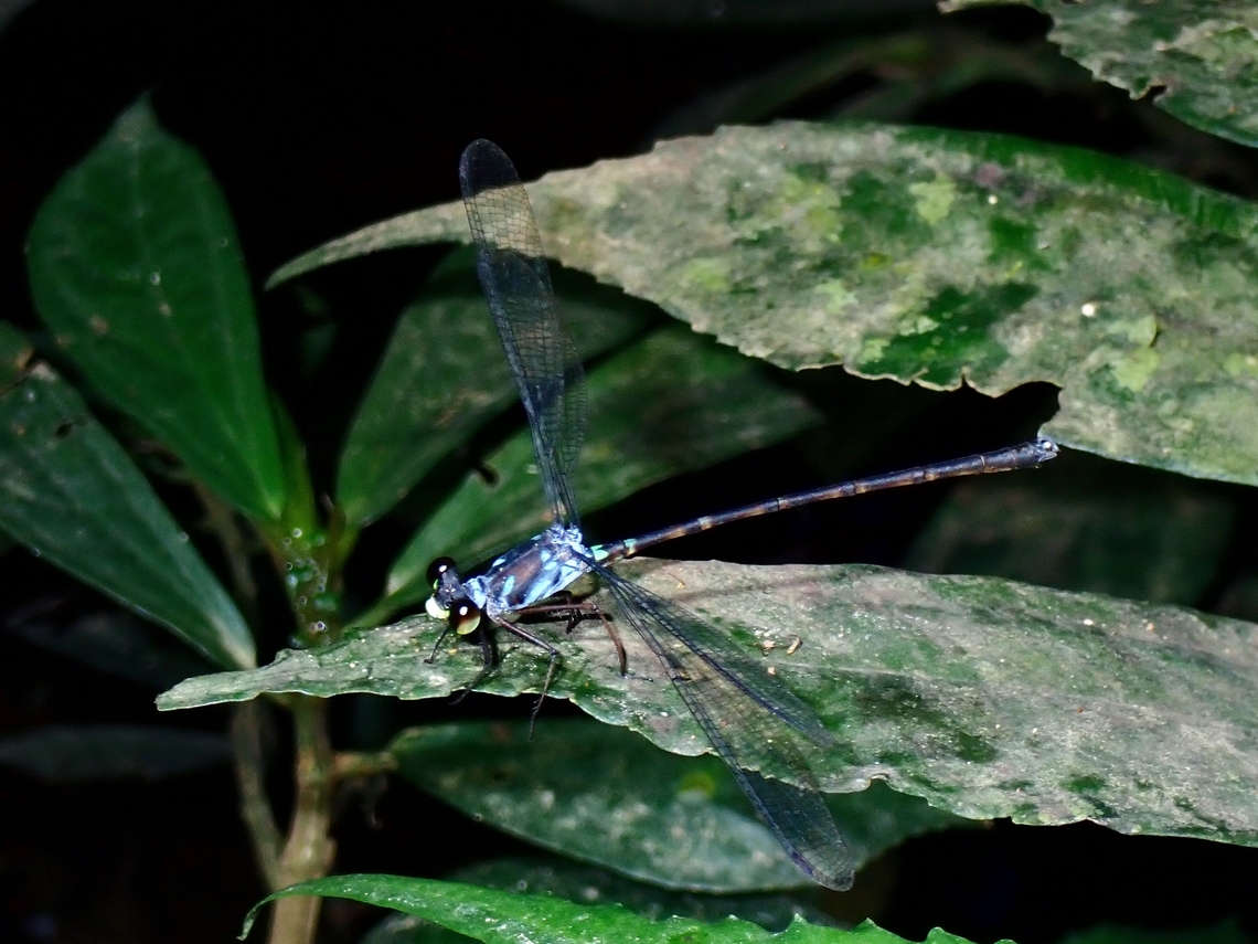 Blue-Spotted Flatwing - Podolestes orientalis  Blue-Spotted Flatwing,Blue-spotted Flatwing,Flatwing,Malaysia,Podolestes orientalis,Sarawak