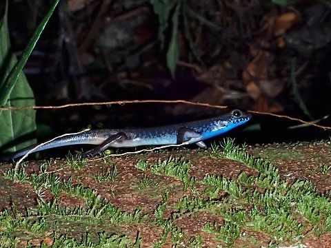 Blue-Throated Litter Skink - Sphenomorphus cyanolaemus  Blue-Throated Litter Skink,Litter Skink,Malaysia,Sarawak,Skink,Sphenomorphus cyanolaemus