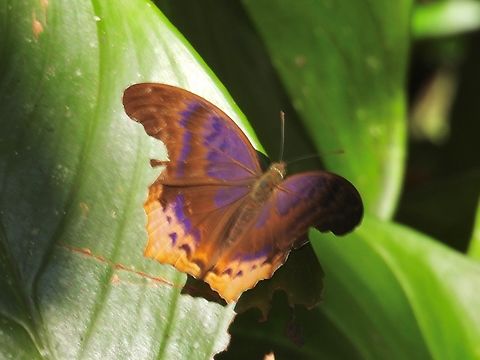 Malayan Assyrian - Terinos clarissa            Butterfly,Malayan Assyrian,Malaysia,Sarawak,Terinos clarissa
