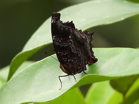 Wizard - Rhinopalpa polynice            Butterfly,Malaysia,Rhinopalpa polynice,Sarawak,Wizard