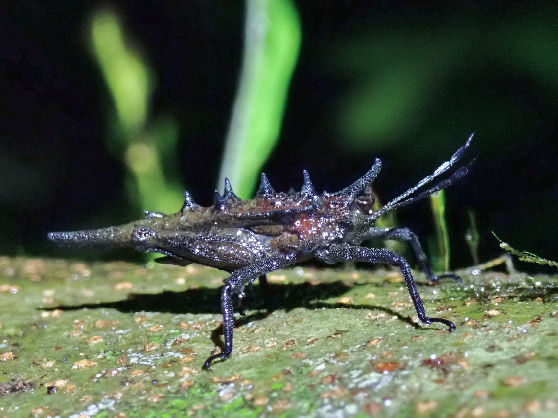 Pygmy Grasshopper - Discotettix belzebuth  Discotettix belzebuth,Grasshopper,Malaysia,Pygmy Grasshopper,Sarawak