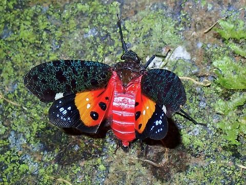 Lanternbug - Penthicodes bimaculatus  Hopper,Lanterbug,Lanternfly,Malaysia,Penthicodes bimaculatus,Planthopper,Sarawak