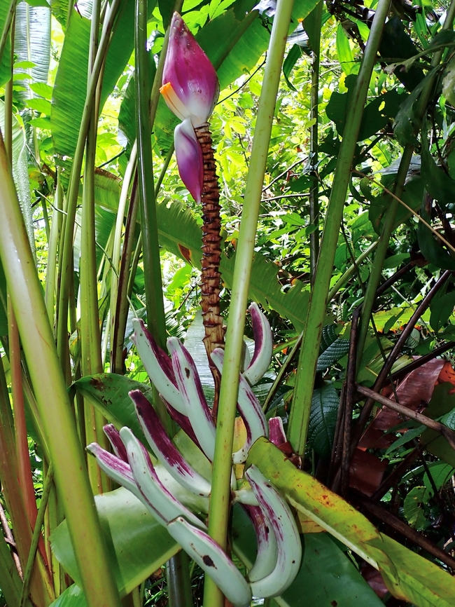 Banana - Musa campestris  Banana,Malaysia,Musa campestris,Sarawak