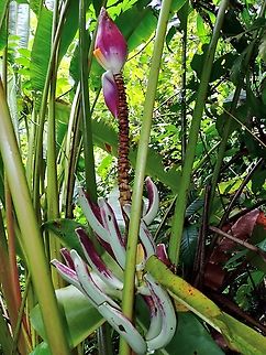 Banana - Musa campestris  Banana,Malaysia,Musa campestris,Sarawak