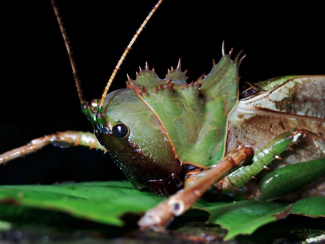 Dragon-Headed Katydid  Dragon-Headed Katydid,Katydid,Lesina blanchardi,Malaysia,Sarawak