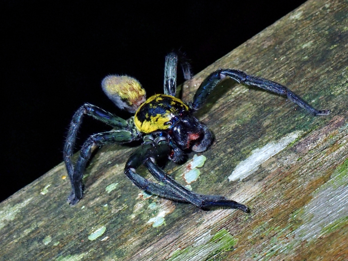 Huntsman Spider - Thelcticopis orichalcea  Huntsman Spider,Malaysia,Sarawak,Spider,Thelcticopis orichalcea