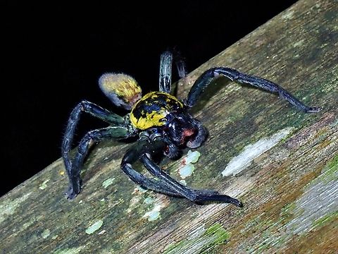 Thelcticopis orichalcea