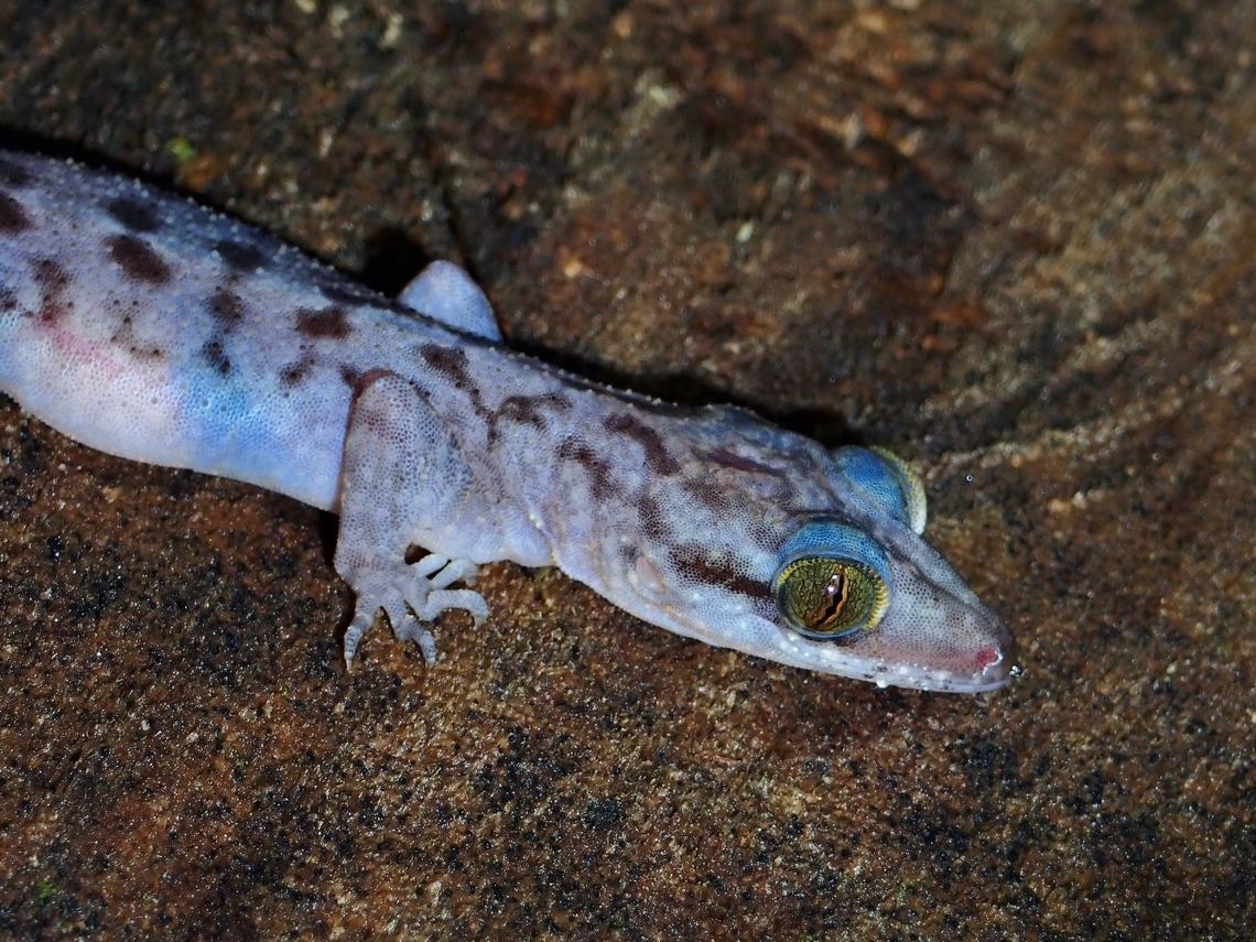 Miri Bent-Toed Gecko - Cyrtodactylus miriensis  Bent-Toed Gecko,Cyrtodactylus miriensis,Gecko,Malaysia,Miri Bent-Toed Gecko,Sarawak