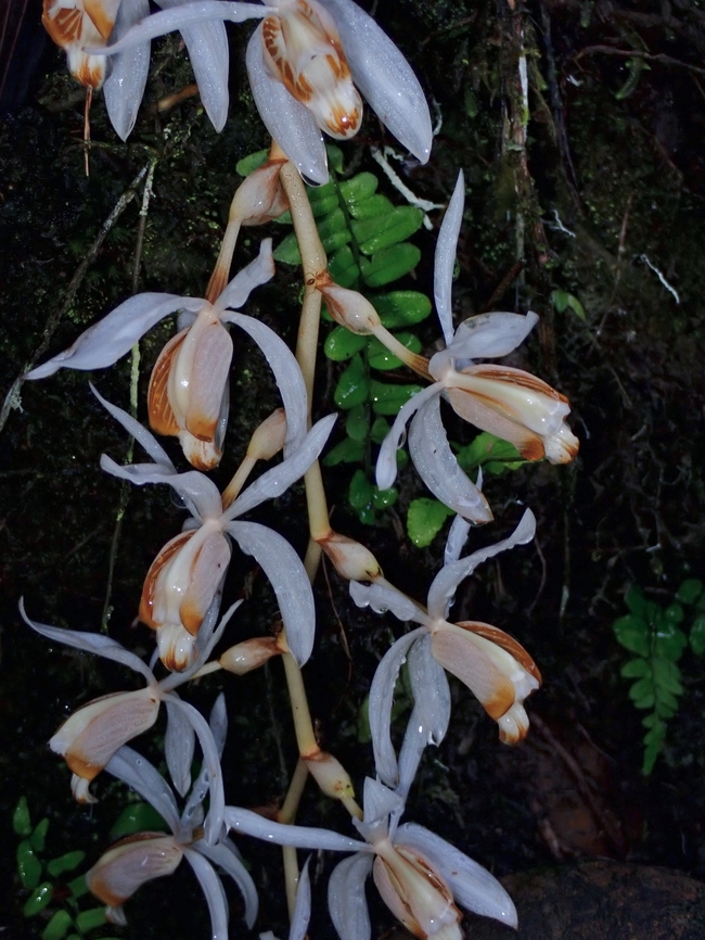 Orchid - Coelogyne swaniana  Coelogyne swaniana,Malaysia,Orchid,Sarawak