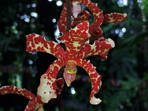 Orchid - Dimorphorchis lowii  Dimorphorchis lowii,Malaysia,Orchid,Sarawak