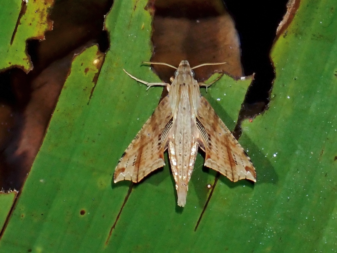 Hawkmoth - Eupanacra regularis  Eupanacra regularis,Hawkmoth,Malaysia,MothWeek2023,Sarawak