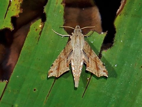Hawkmoth - Eupanacra regularis  Eupanacra regularis,Hawkmoth,Malaysia,MothWeek2023,Sarawak