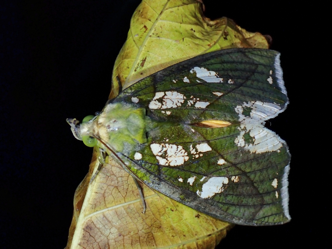 Grape Fruit Piercer - Eudocima hypermnestra  Eudocima hypermnestra,Fruit-Piercing Moth,Grape Fruit Piercer,Malaysia,Moth,MothWeek2023,Sarawak