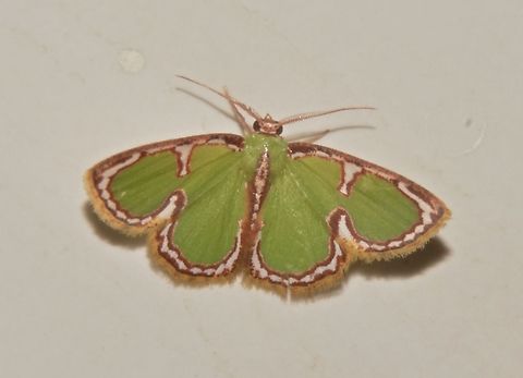 Moth - Comostola cedilla  Comostola cedilla,Emerald Moth,Malaysia,Moth,MothWeek2023,Sarawak