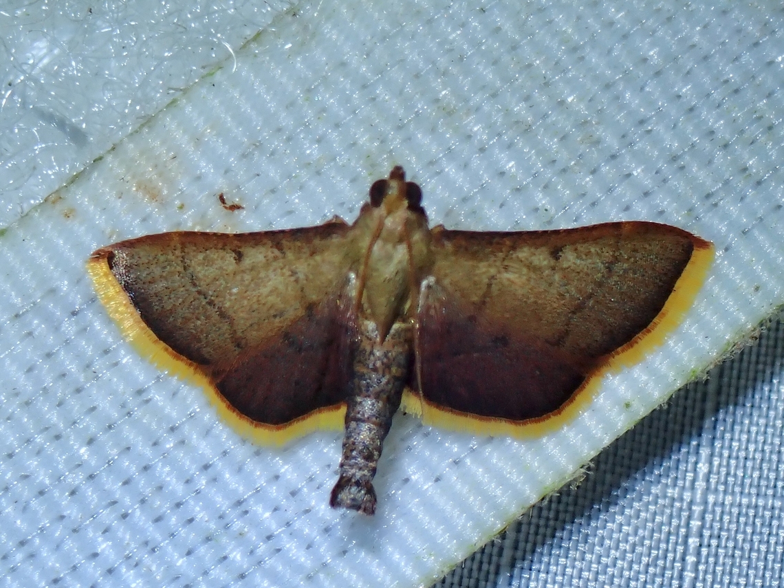 Moth - Hypsopygia igniflualis  Hypsopygia igniflualis,Malaysia,Moth,MothWeek2023,Pahang