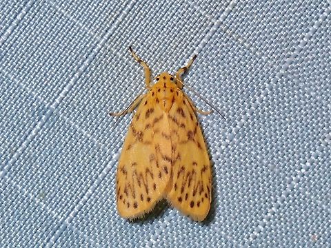 Miltochrista unguifera