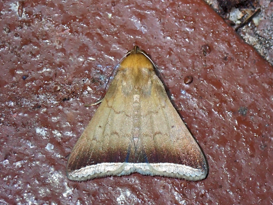 Litter Moth - Simplicia bimarginata  Litter Moth,Malaysia,Moth,MothWeek2023,Pahang,Simplicia bimarginata