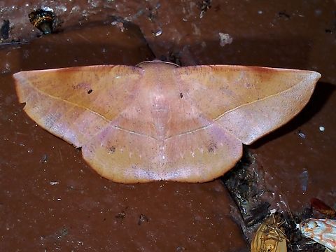 Moth - Sarcinodes malakarius  Malaysia,Moth,MothWeek2023,Pahang,Sarcinodes malakarius