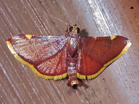 Moth - Hypsopygia mauritialis  Hypsopygia mauritialis,Malaysia,Moth,MothWeek2023,Pahang