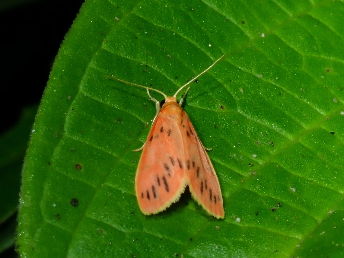 Lichen Moth - Miltochrista pingera  Lichen Moth,Malaysia,Miltochrista pingera,Moth,MothWeek2023,Pahang