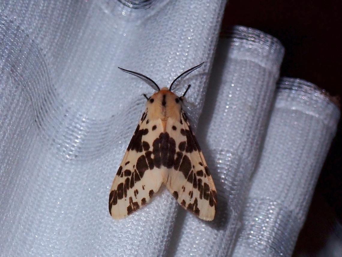 Tiger Moth - Lemyra quadrisaccus  Lemyra quadrisaccus,Malaysia,Moth,MothWeek2022,Pahang,Tiger Moth