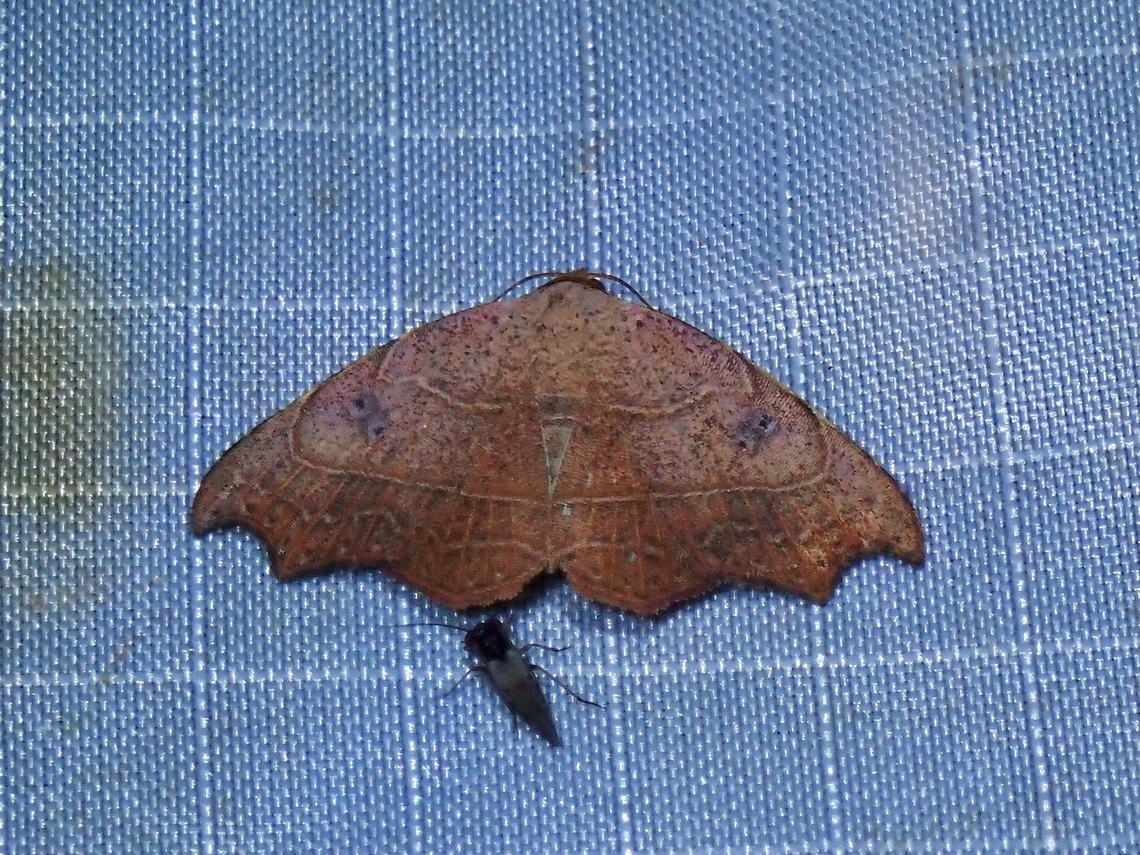 Moth - Laspeyria excisa  Laspeyria excisa,Malaysia,Moth,MothWeek2023,Pahang