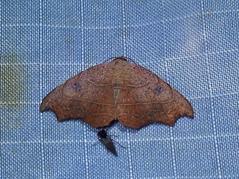 Moth - Laspeyria excisa  Laspeyria excisa,Malaysia,Moth,MothWeek2023,Pahang