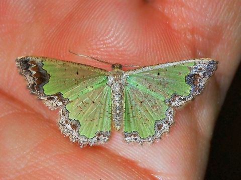 Moth - Zamarada eogenaria  Malaysia,Moth,MothWeek2023,Pahang,Zamarada eogenaria