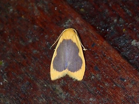 Lichen Moth - Halone bifornica  Halone bifornica,Lichen Moth,Malaysia,Moth,MothWeek2023,Pahang