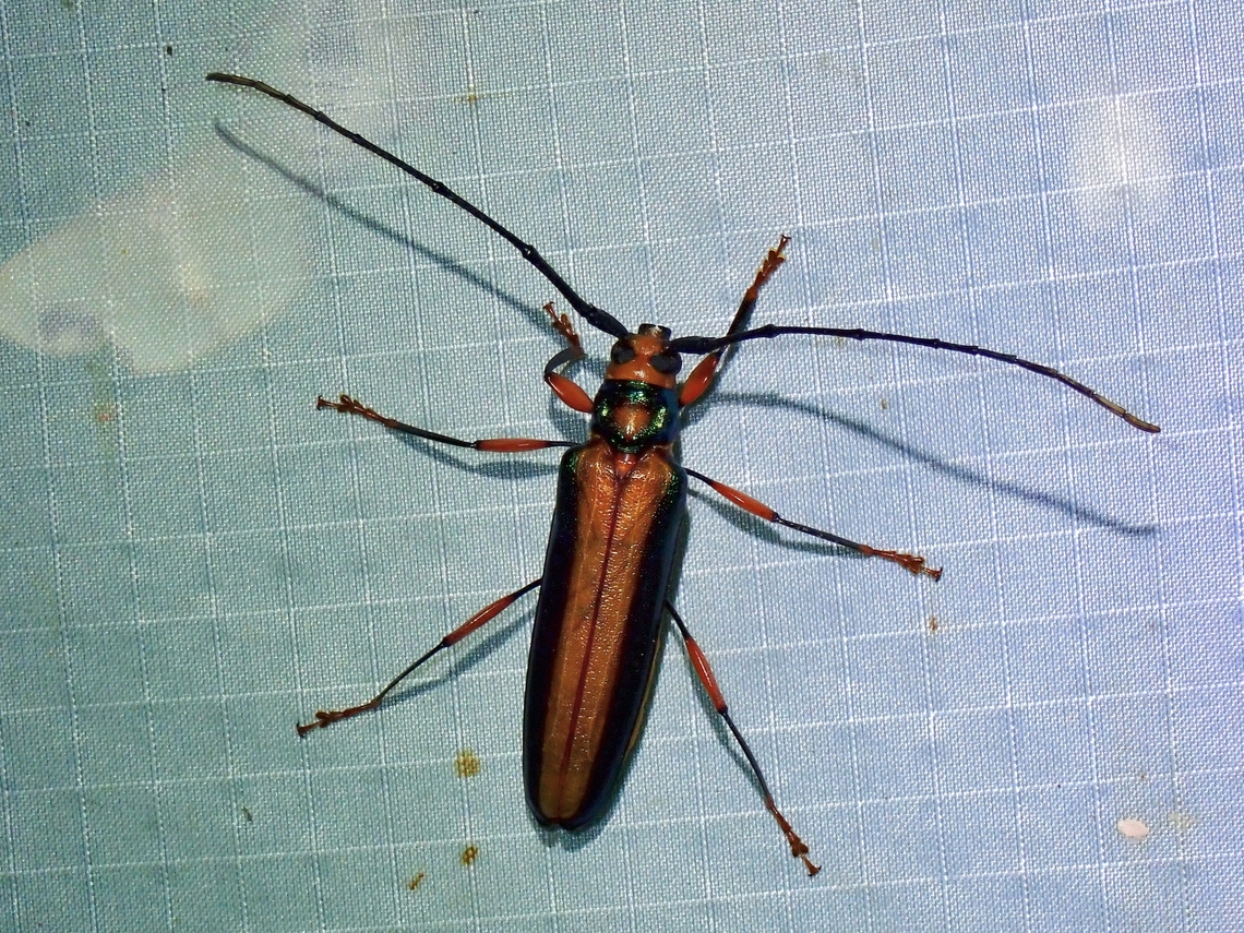Longhorn Beetle - Xystrocera festiva  Beetle,Longhorn Beetle,Malaysia,Pahang,Xystrocera festiva