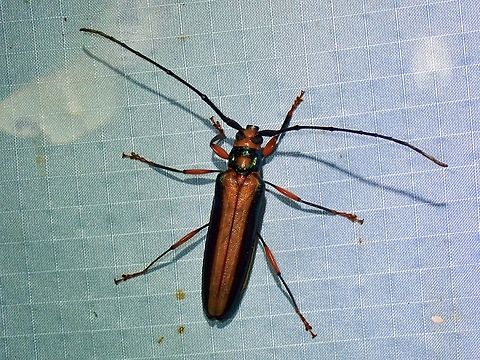 Longhorn Beetle - Xystrocera festiva  Beetle,Longhorn Beetle,Malaysia,Pahang,Xystrocera festiva