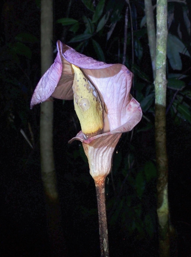 Flower - Amorphophallus bufo Endemic to Peninsular Malaysia Amorphophallus bufo,Flower,Malaysia,Pahang