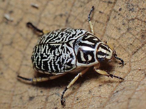 Shining Leaf Chafer - Callistethus tigrinus  Beetle,Callistethus tigrinus,Leaf Chafer,Malaysia,Sabah,Shing Leaf Chafer