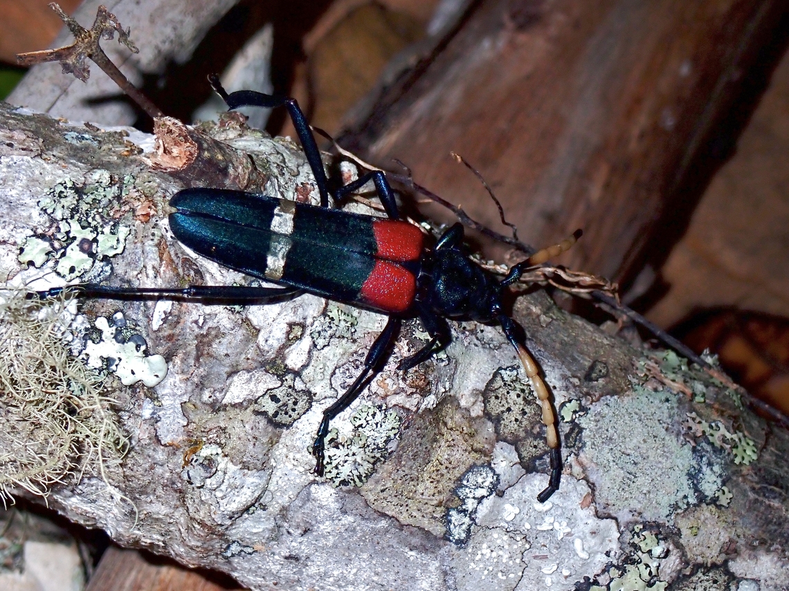 Longhorn Beetle - Thompsoniana vodozi First known photo of living specimen Beetle,Longhorn Beetle,Malaysia,Sabah,Thompsoniana vodozi