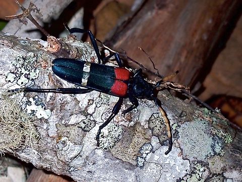 Longhorn Beetle - Thompsoniana vodozi First known photo of living specimen Beetle,Longhorn Beetle,Malaysia,Sabah,Thompsoniana vodozi