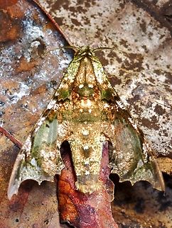 Hawkmoth - Smerinthulus mirabilis Seems to be a rarely seen Hawkmoth Hawkmoth,Malaysia,Moth,MothWeek2023,Sabah,Smerinthulus mirabilis