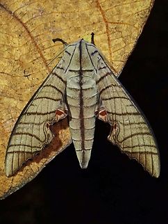 Hawkmoth - Marumba tigrina  Hawkmoth,Malaysia,Marumba tigrina,Moth,MothWeek2023,Sabah